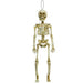 Hanging Skeleton Halloween Decoration | 39cm Plastic Prop