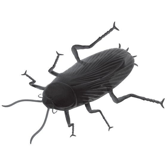 Giant Cockroach Prop - Buy Online Only