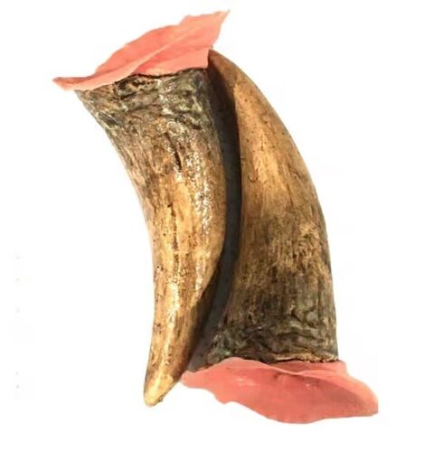 X Large Devil Horns Latex Prosthetics