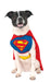 Superman Classic Pet Costume | Buy Online - The Costume Company | Australian & Family Owned 
