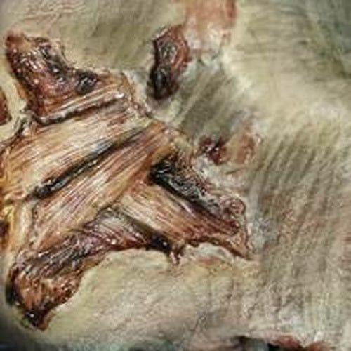 Zombie Gash 3D Transfers