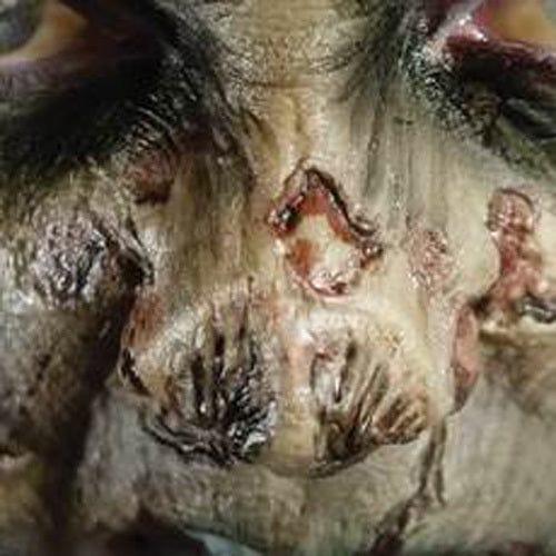 Zombie Nose 3D Transfers - Buy Online Only - The Costume Company